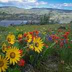 Spring wildflowers bloom in the Columbia River Gorge